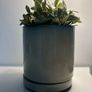 Plant Pot Image 2