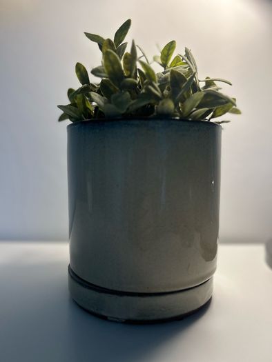 Plant Pot