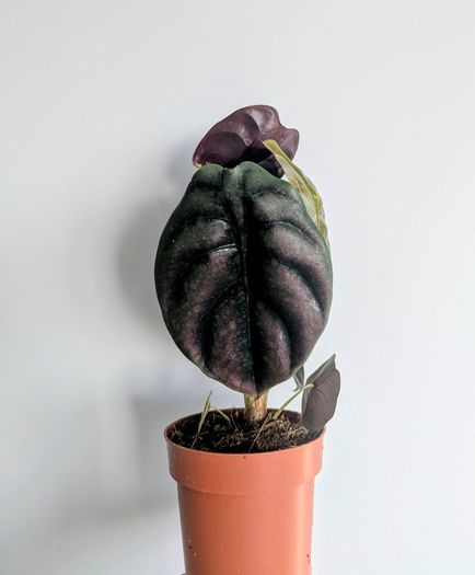 Alocasia Cuprea Red Secret Plant