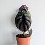 Alocasia Cuprea Red Secret Plant Image 6