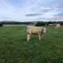 Bullocks Image 2