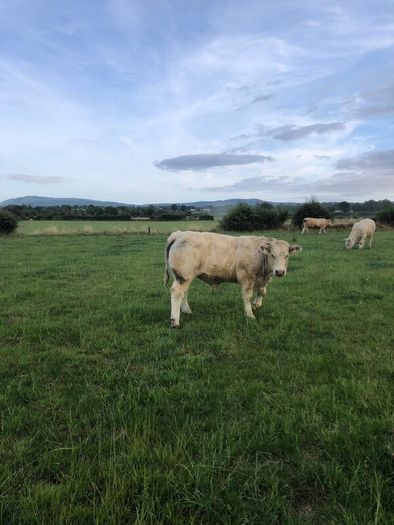 Bullocks