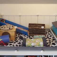 Guinea pig cage - complete set up