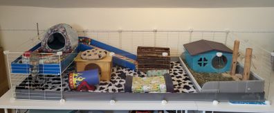 Guinea pig cage - complete set up