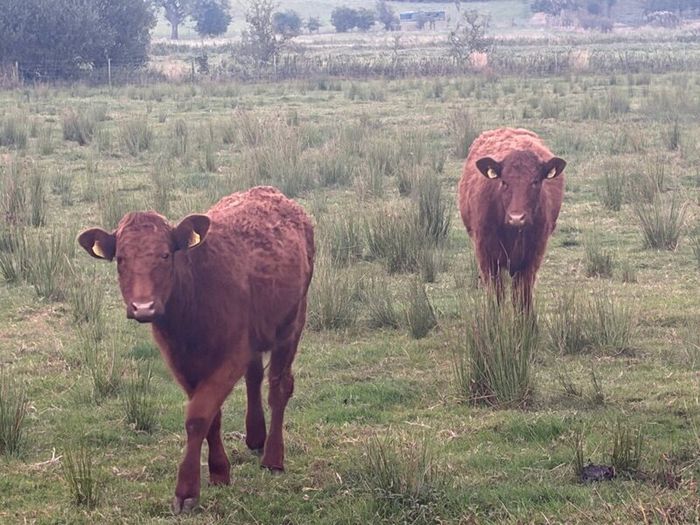 4 pbnr Saler excellent heifers to breed