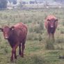 5 pbnr Saler excellent heifers to breed Image 4