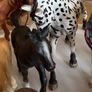 Schleich Horses with some accessories Image 4