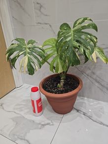 Monstera Thai Constellation - rare plant