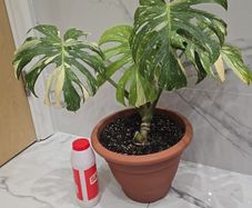 Monstera Thai Constellation - rare plant