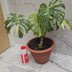 Monstera Thai Constellation - rare plant