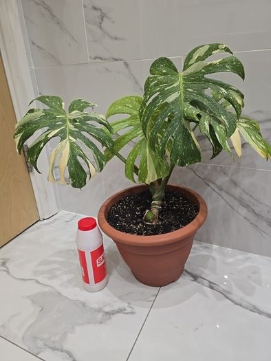 Monstera Thai Constellation - rare plant