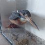 Antique taxidermy Kingfisher in wooden case with a glass front Image 6