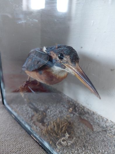 Antique taxidermy Kingfisher in wooden case with a glass front
