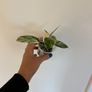 Philodendron Florida Beauty Image 4