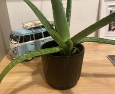 Aloe Vera plant