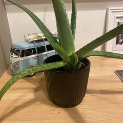 Aloe Vera plant