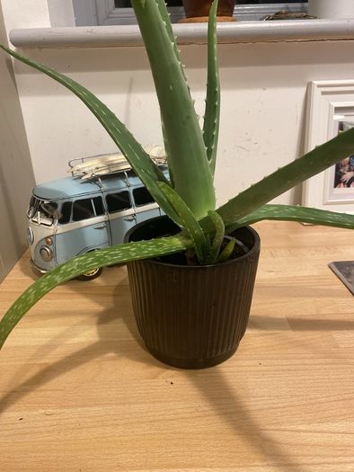 Aloe Vera plant