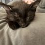 kitten Image 2