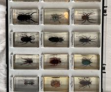 National Geographic insect blocks and magazines