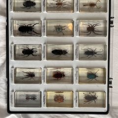 National Geographic insect blocks and magazines