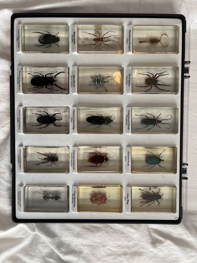 National Geographic insect blocks and magazines