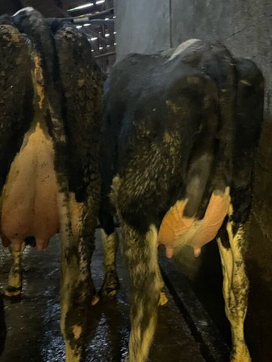 Fresh calved heifers