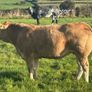 In Calf Heifers Oct 31st Ballinasloe Mart Image 5