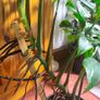 Mature Monstera Deliciosa Albo Large Plant Image 2