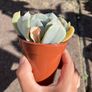plant Image 2