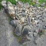 Stone Image 2