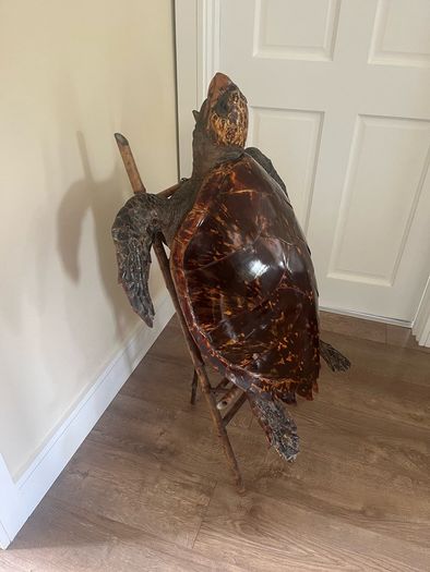 Antique Rare Large Taxidermy Hawksbill Sea Turtle
