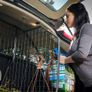 Dog Guard & Divider for Hyundai Tucson Image 6