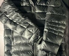 Canada goose Crofton