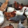 Point of lay pullets/hens Image 10