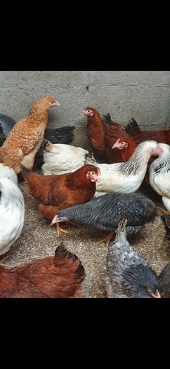 Point of lay pullets/hens
