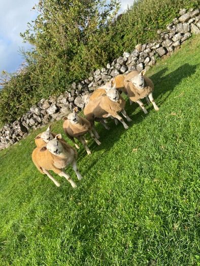 SIS Texel ram lambs