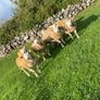 SIS Texel ram lambs Image 4