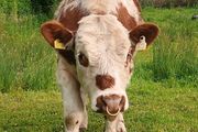 Beef cattle for sale