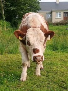 Beef cattle for sale