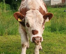 Beef cattle for sale