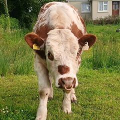Beef cattle for sale
