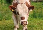 Beef cattle for sale