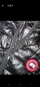 canada goose