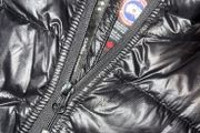 canada goose