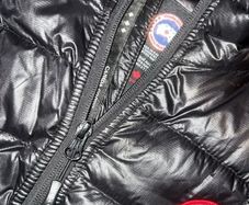 canada goose