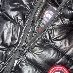canada goose