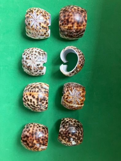 Shell Napkin Rings