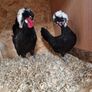 Hatching eggs,and dayolds Image 4