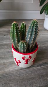 Plant