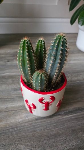 Plant